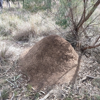 Nasutitermes exitiosus (Snouted termite, Gluegun termite) at Watson, ACT - 30 May 2024 by AaronClausen