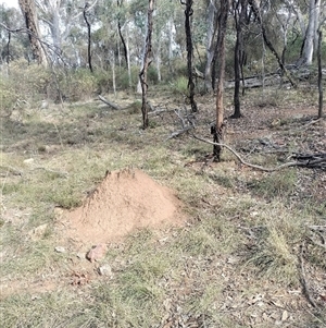 Nasutitermes exitiosus at Campbell, ACT - suppressed