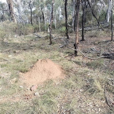 Nasutitermes exitiosus (Snouted termite, Gluegun termite) at Campbell, ACT - 30 May 2024 by AaronClausen