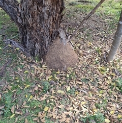 Nasutitermes exitiosus (Snouted termite, Gluegun termite) at Hackett, ACT - 30 May 2024 by AaronClausen