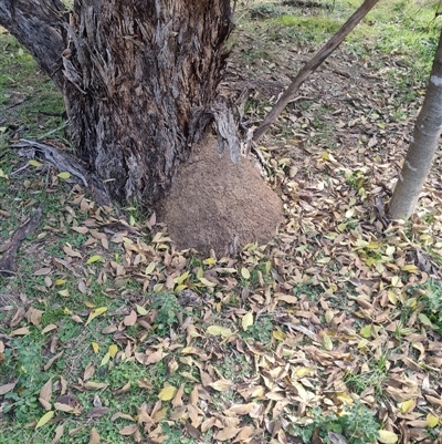 Nasutitermes exitiosus (Snouted termite, Gluegun termite) at Hackett, ACT - 30 May 2024 by AaronClausen