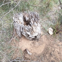 Nasutitermes exitiosus (Snouted termite, Gluegun termite) at Watson, ACT - 30 May 2024 by AaronClausen