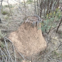 Nasutitermes exitiosus (Snouted termite, Gluegun termite) at Watson, ACT - 30 May 2024 by AaronClausen