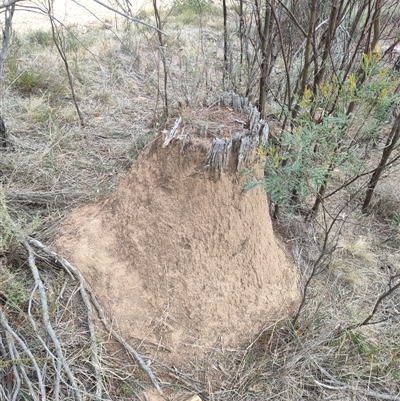 Nasutitermes exitiosus (Snouted termite, Gluegun termite) at Watson, ACT - 30 May 2024 by AaronClausen