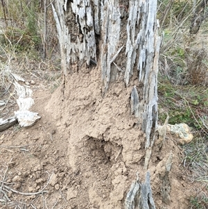 Nasutitermes exitiosus at Watson, ACT - 30 May 2024