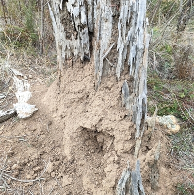 Nasutitermes exitiosus (Snouted termite, Gluegun termite) at Watson, ACT - 30 May 2024 by AaronClausen