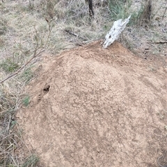 Nasutitermes exitiosus (Snouted termite, Gluegun termite) at Watson, ACT - 30 May 2024 by AaronClausen