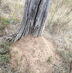 Nasutitermes exitiosus (Snouted termite, Gluegun termite) at Watson, ACT - 30 May 2024 by AaronClausen