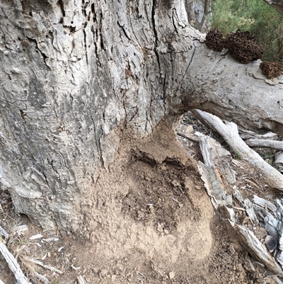 Nasutitermes exitiosus (Snouted termite, Gluegun termite) at Watson, ACT - 30 May 2024 by AaronClausen