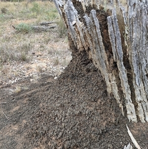 Nasutitermes exitiosus at Watson, ACT - 30 May 2024