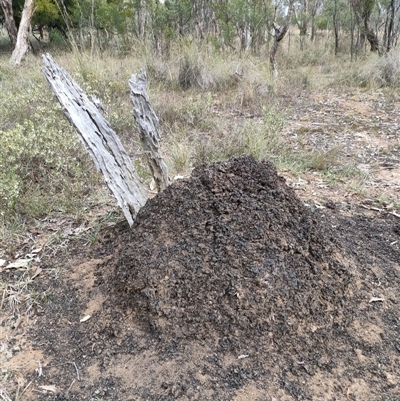 Nasutitermes exitiosus (Snouted termite, Gluegun termite) at Watson, ACT - 30 May 2024 by AaronClausen