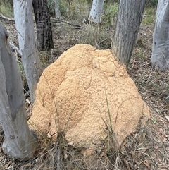 Coptotermes lacteus (Milk Termite) at Bruce, ACT - 30 May 2024 by AaronClausen