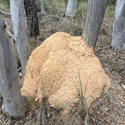 Coptotermes lacteus (Milk Termite) at Bruce, ACT - 30 May 2024 by DonFletcher