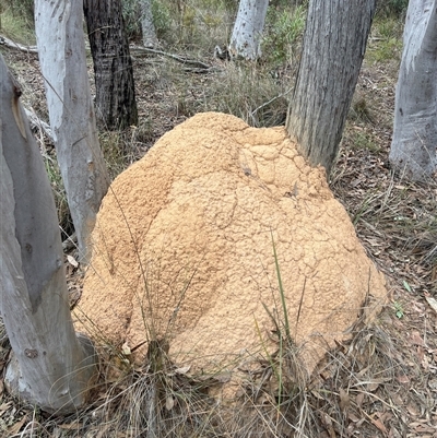 Coptotermes lacteus (Milk Termite) at Bruce, ACT - 30 May 2024 by DonFletcher