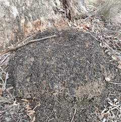 Nasutitermes exitiosus (Snouted termite, Gluegun termite) at Watson, ACT - 30 May 2024 by AaronClausen