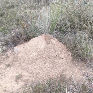 Nasutitermes exitiosus at Watson, ACT - suppressed