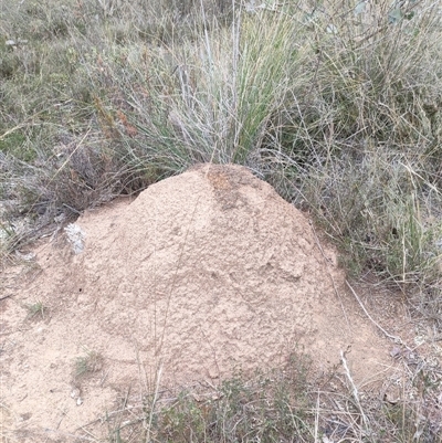 Nasutitermes exitiosus (Snouted termite, Gluegun termite) at Watson, ACT - 30 May 2024 by AaronClausen