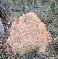 Coptotermes lacteus (Milk Termite) at Bruce, ACT - 30 May 2024 by AaronClausen