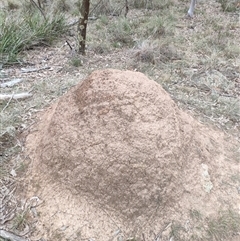 Nasutitermes exitiosus (Snouted termite, Gluegun termite) at Watson, ACT - 30 May 2024 by AaronClausen