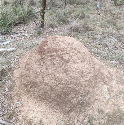 Nasutitermes exitiosus (Snouted termite, Gluegun termite) at Watson, ACT - 30 May 2024 by DonFletcher