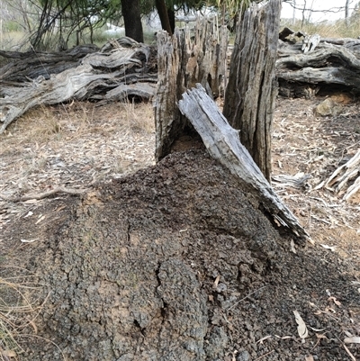 Nasutitermes exitiosus (Snouted termite, Gluegun termite) at Watson, ACT - 30 May 2024 by AaronClausen