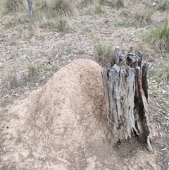 Nasutitermes exitiosus (Snouted termite, Gluegun termite) at Watson, ACT - 30 May 2024 by AaronClausen