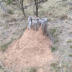 Nasutitermes exitiosus (Snouted termite, Gluegun termite) at Watson, ACT - 30 May 2024 by AaronClausen