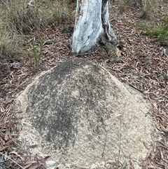 Nasutitermes exitiosus (Snouted termite, Gluegun termite) at Bruce, ACT - 30 May 2024 by AaronClausen