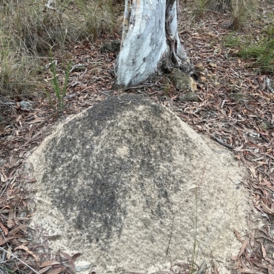 Nasutitermes exitiosus (Snouted termite, Gluegun termite) at Bruce, ACT - 30 May 2024 by AaronClausen