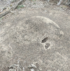 Nasutitermes exitiosus at Watson, ACT - 30 May 2024