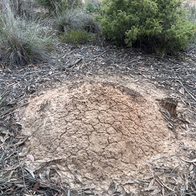 Nasutitermes exitiosus (Snouted termite, Gluegun termite) at Bruce, ACT - 30 May 2024 by AaronClausen