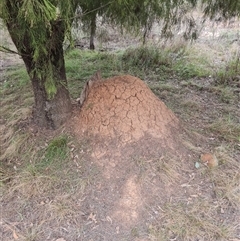 Nasutitermes exitiosus (Snouted termite, Gluegun termite) at Hackett, ACT - 30 May 2024 by AaronClausen