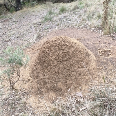 Nasutitermes exitiosus (Snouted termite, Gluegun termite) at Watson, ACT - 30 May 2024 by AaronClausen