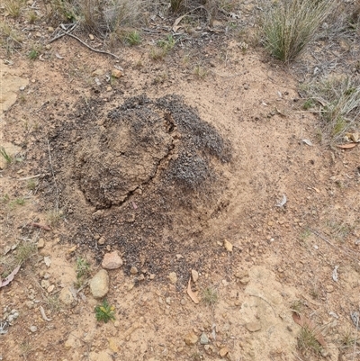 Nasutitermes exitiosus (Snouted termite, Gluegun termite) at Hackett, ACT - 30 May 2024 by AaronClausen