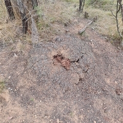 Nasutitermes exitiosus (Snouted termite, Gluegun termite) at Hackett, ACT - 30 May 2024 by AaronClausen