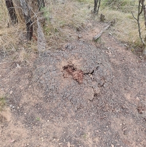 Nasutitermes exitiosus at Hackett, ACT - 30 May 2024