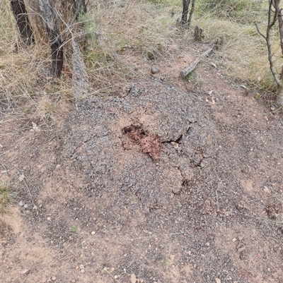 Nasutitermes exitiosus (Snouted termite, Gluegun termite) at Hackett, ACT - 30 May 2024 by AaronClausen