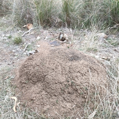 Nasutitermes exitiosus (Snouted termite, Gluegun termite) at Kenny, ACT - 30 May 2024 by AaronClausen