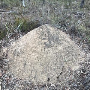 Nasutitermes exitiosus at Bruce, ACT - 30 May 2024