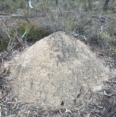 Nasutitermes exitiosus (Snouted termite, Gluegun termite) at Bruce, ACT - 30 May 2024 by AaronClausen