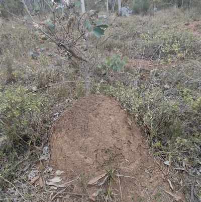 Nasutitermes exitiosus (Snouted termite, Gluegun termite) at Watson, ACT - 30 May 2024 by AaronClausen