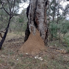 Nasutitermes exitiosus (Snouted termite, Gluegun termite) at Campbell, ACT - 30 May 2024 by AaronClausen