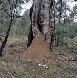 Nasutitermes exitiosus at Campbell, ACT - 30 May 2024