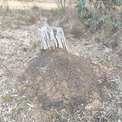 Nasutitermes exitiosus (Snouted termite, Gluegun termite) at Watson, ACT - 30 May 2024 by AaronClausen