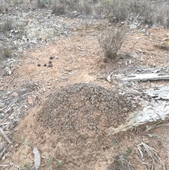 Nasutitermes exitiosus (Snouted termite, Gluegun termite) at Watson, ACT - 30 May 2024 by AaronClausen