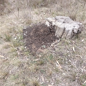 Nasutitermes exitiosus at Campbell, ACT - 30 May 2024