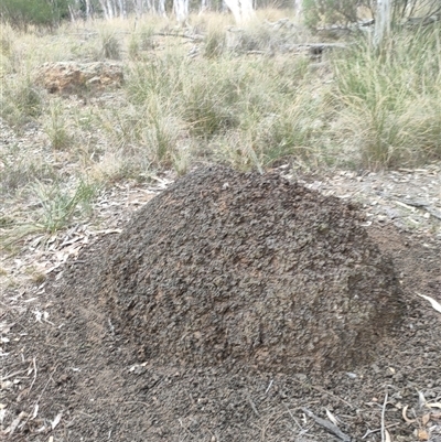 Nasutitermes exitiosus (Snouted termite, Gluegun termite) at Watson, ACT - 30 May 2024 by AaronClausen