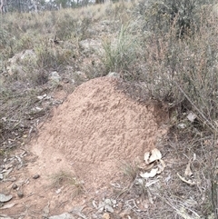 Nasutitermes exitiosus (Snouted termite, Gluegun termite) at Watson, ACT - 30 May 2024 by AaronClausen