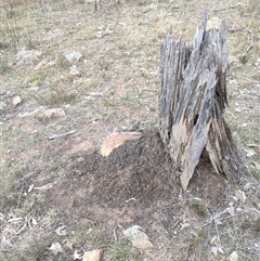 Nasutitermes exitiosus (Snouted termite, Gluegun termite) at Watson, ACT - 30 May 2024 by AaronClausen