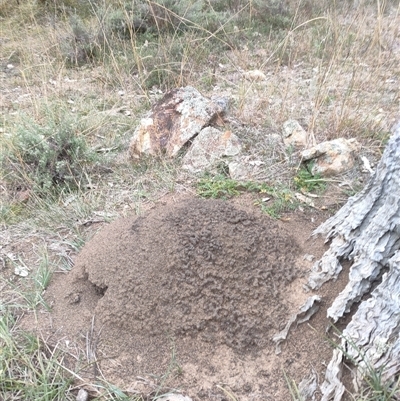 Nasutitermes exitiosus (Snouted termite, Gluegun termite) at Kenny, ACT - 30 May 2024 by AaronClausen